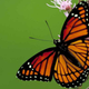 Illustration for article titled The Experiment That Required Scientists to Eat Butterflies